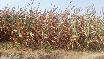 লালমনিরহাটে পানি সংকট ও তীব্র তাপপ্রবাহে পুড়ছে খেত