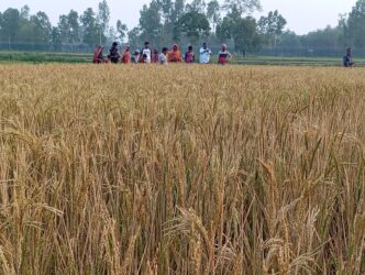 ভূরুঙ্গামারীতে জমি নিয়ে বিরোধ, বিষ ছিটিয়ে ধানক্ষেত নষ্টের অভিযোগ