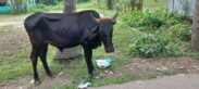 ঈদে কোরবানির সময় দুর্ঘটনায় নিটোরে ৬৪১ জন আহত, অস্ত্রোপচার ১৮১ জনের