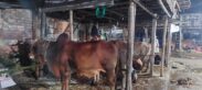 রাজধানীতে জমে উঠছে কোরবানির পশুর হাট